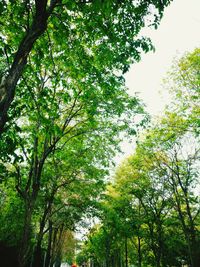 Low angle view of trees against sky