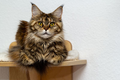 Portrait of cat sitting on floor at home