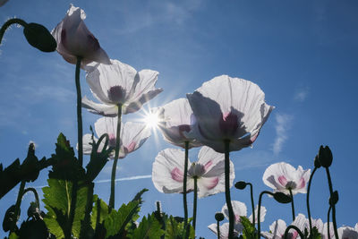 Low angle view of flowering plants against sky