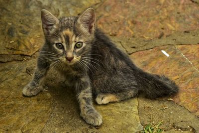 Portrait of kitten relaxing outdoors