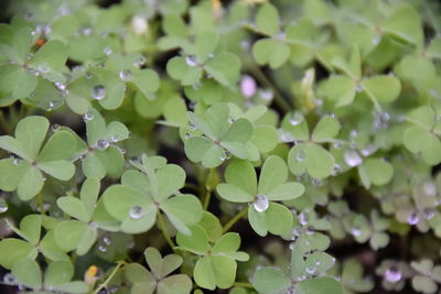 Close-up of wet plant leaves during rainy season