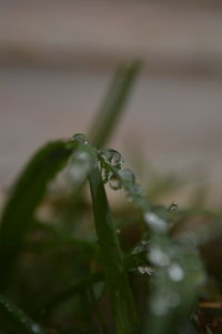 Close-up of lizard on plant