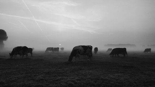 Cows captured in the early morning