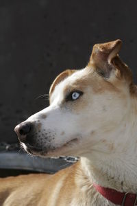 Close-up of dog looking away