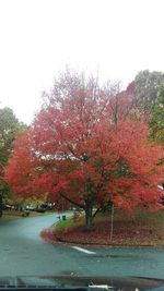 Trees in autumn