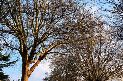 Low angle view of trees against sky