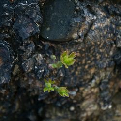 Close-up of moss on rock