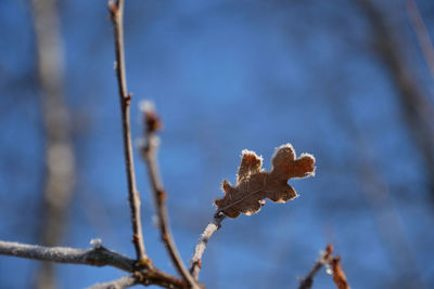 Close-up of snow on plant