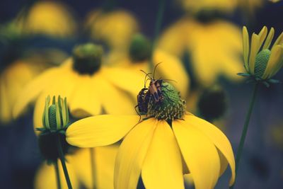 Close-up of bee on yellow flower