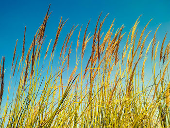 Low angle view of stalks against blue sky