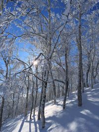 Bare trees on snow covered land against sky