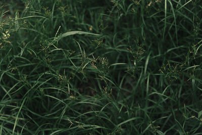 High angle view of grass growing on field