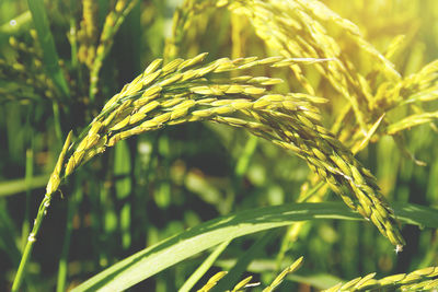 Close-up of crop growing on field