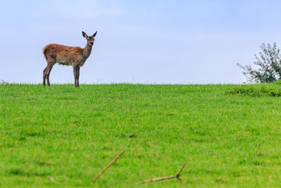 Sheep standing on field against sky