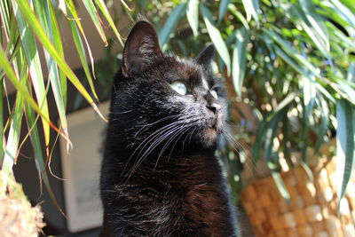 Close-up of a cat looking away