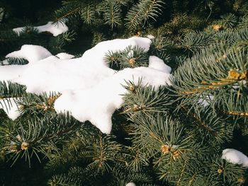 Plants growing in the background