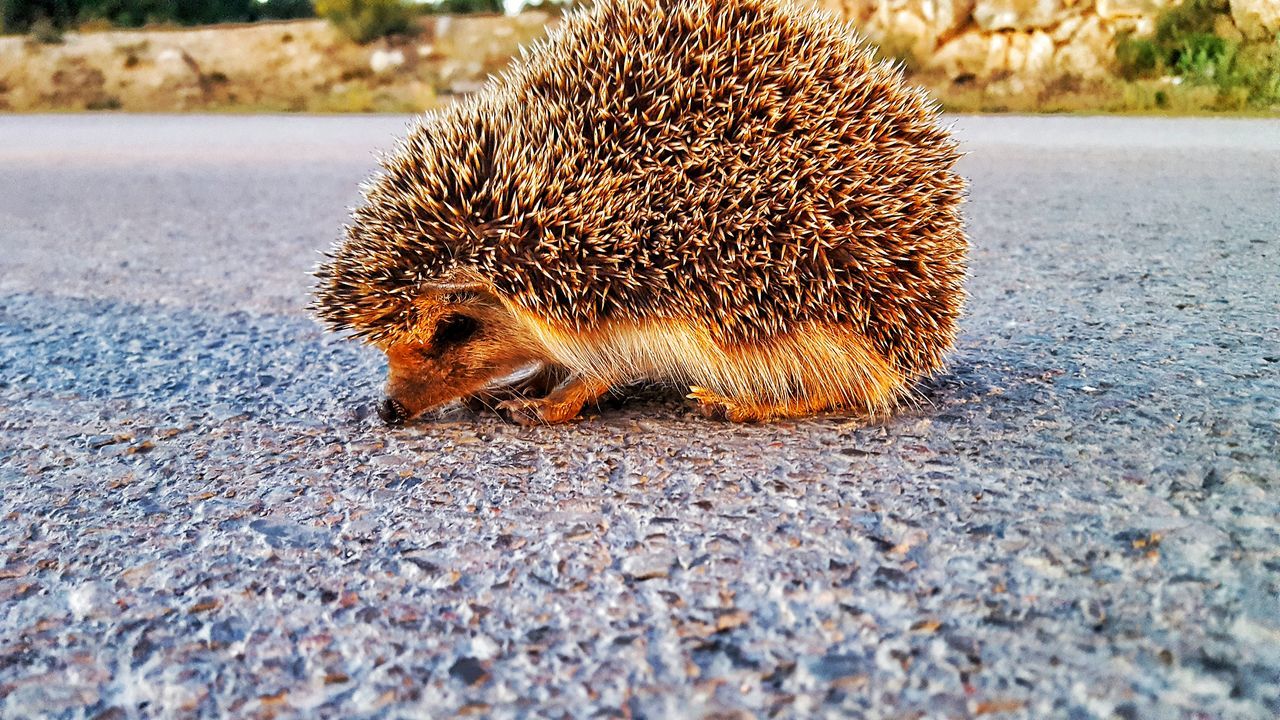 Animalesrescatados