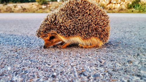 Close-up of hedgehog on street