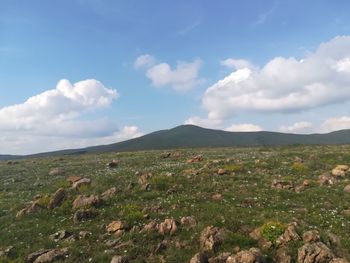 Scenic view of field against sky