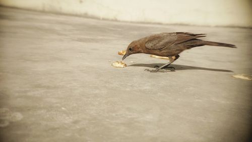 Close-up of bird