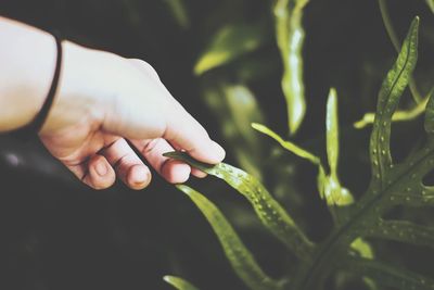 Close-up of young man hand holding plant
