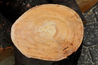 High angle view of bread on tree trunk in forest