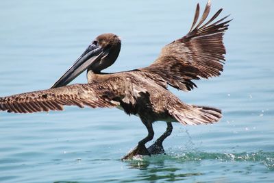 Close-up of pelican on lake