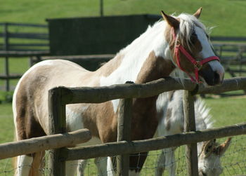 Close-up of horse in pen