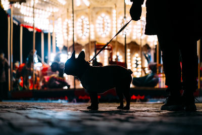 French bulldog by illuminated carousel at night