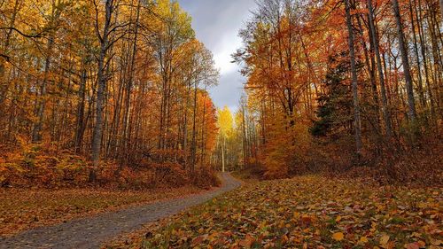 Scenic view of autumnal trees during autumn