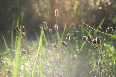 Close-up of plants growing on field