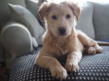Portrait of dog sitting on sofa at home