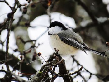 Close-up of bird perching on branch