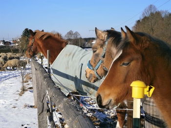 Horse in winter