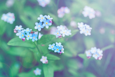 Beautiful colorful fairy dreamy magic small blue forget-me-not flowers, blurry background