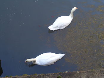 High angle view of bird perching on lake