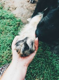 Cropped image of hand with dog