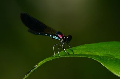 Macro shot of dragonfly on leaf