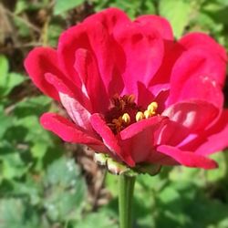 Close-up of pink flowers