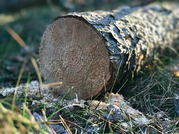 Close-up of log