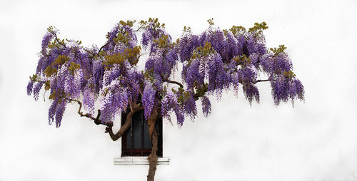 Close-up of purple flowers against sky