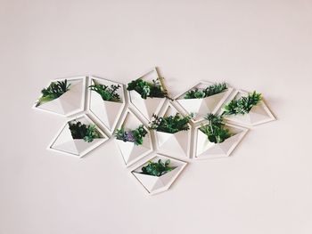 High angle view of potted plant against white background