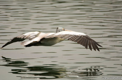 Bird flying over lake