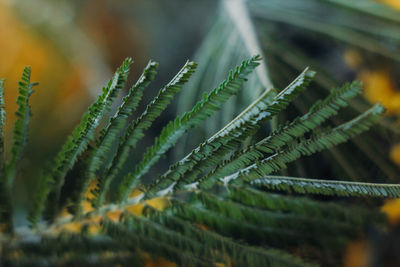 Close-up of fern leaves