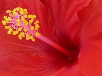 Close-up of red flower blooming outdoors