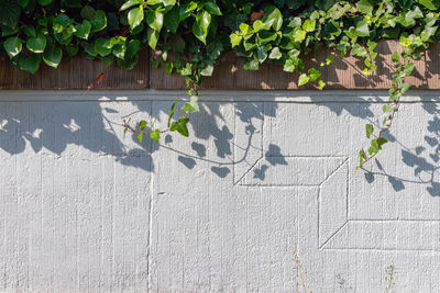Shadow of ivy on wall