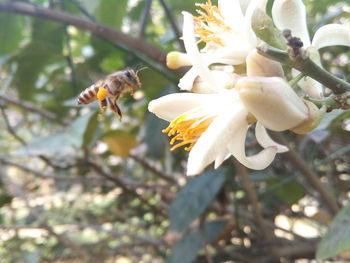 Close-up of bee on flower