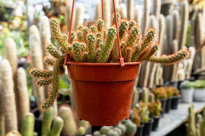 Close-up of potted plant