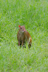 Squirrel on a field