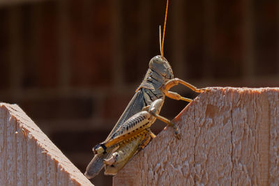 Close-up of insect on wood